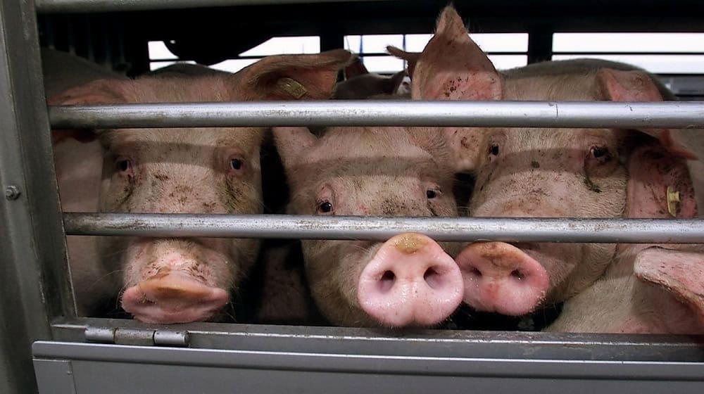 Mehr Schweine, aber weniger Betriebe. / Foto: Franz-Peter Tschauner/dpa