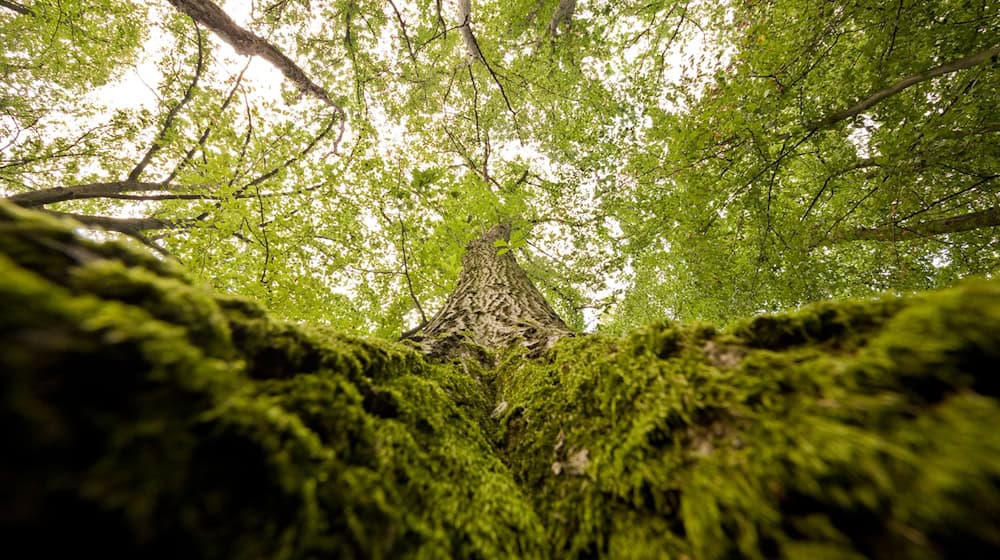 In Unterfranken wurde ein Mann bei Holzarbeiten im Wald von einer umstürzenden Eiche erschlagen. (Symboldbild) / Foto: Julian Stratenschulte/dpa