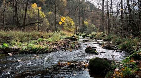 Das Höllental bei Lichtenberg (Landkreis Hof) ist eine beliebte Wanderregion. (Archivbild) / Foto: Daniel Vogl/dpa