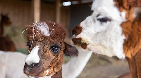 Alpakas auf Freilauf: In Oberfranken büxen zwei Tiere aus und laufen durch die Gegend. (Symbolbild) / Foto: Helmut Fricke/dpa