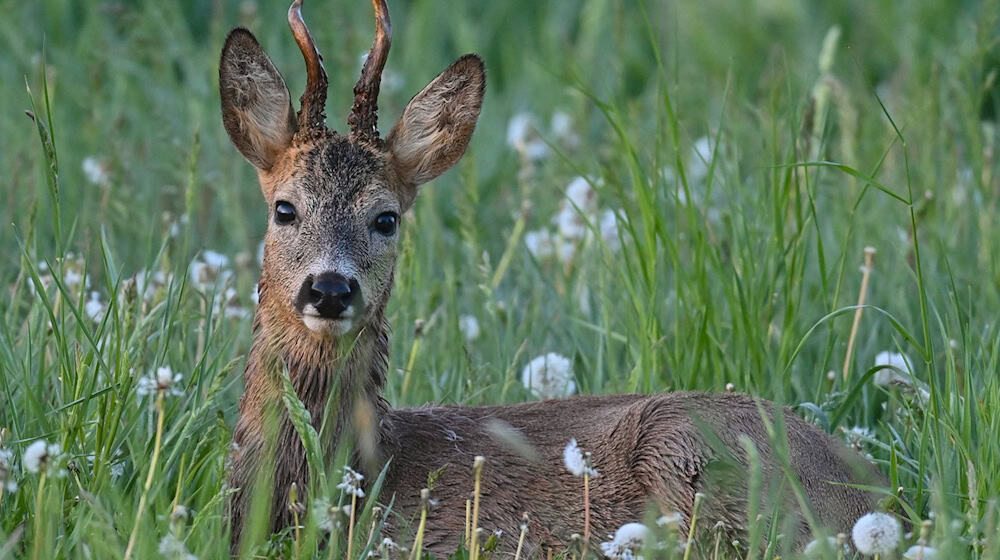 Ein Rehbock stieg in den Garten einer Frau. (Symbolbild) / Foto: Patrick Pleul/dpa