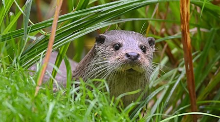 In Bayern gibt es zwei neue Fischotter-Verordnungen. / Foto: Patrick Pleul/dpa