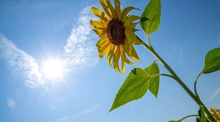 In Bayern wurden 2024 wieder weniger Sonnenblumen angebaut. (Archivbild) / Foto: Pia Bayer/dpa