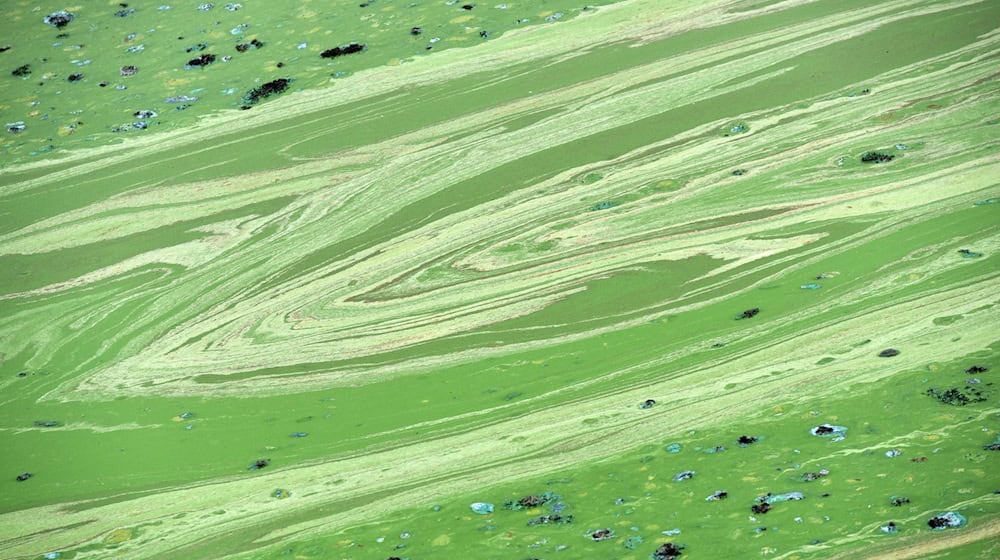 Die Stadt Nürnberg warnt vor gefährlichen Blaualgen. (Symbolbild) / Foto: Uwe Zucchi/dpa