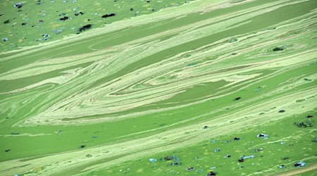 Die Stadt Nürnberg warnt vor gefährlichen Blaualgen. (Symbolbild) / Foto: Uwe Zucchi/dpa