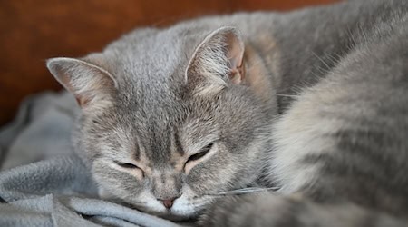 Ein Unbekannter hat mit einem Luftgewehr auf Katzen geschossen. (Symbolbild) / Foto: Helena Dolderer/dpa