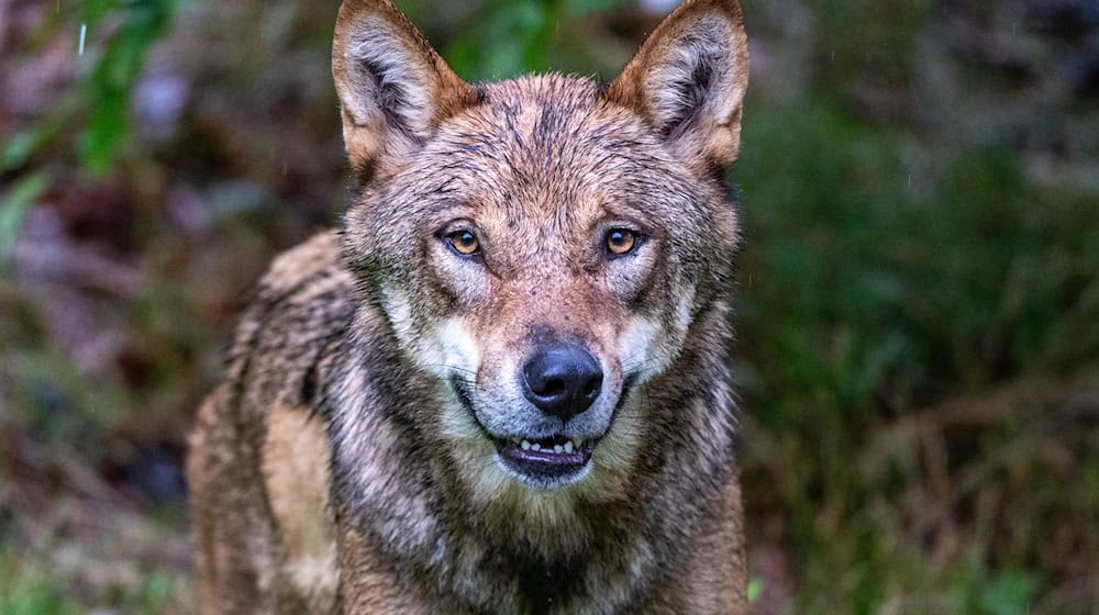 Der Abschuss von Wölfen ist in Bayern heftig umstritten. (Archivbild) / Foto: Armin Weigel/dpa