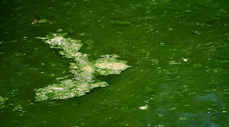 Das Landratsamt Weilheim-Schongau hat ein Badeverbot für den Oberhauser Badeweiher verhängt. In einer Wasserprobe seien viele Blaualgen gefunden worden, teilte die Behörde mit. (Symbolbild) / Foto: Nicolas Armer/dpa