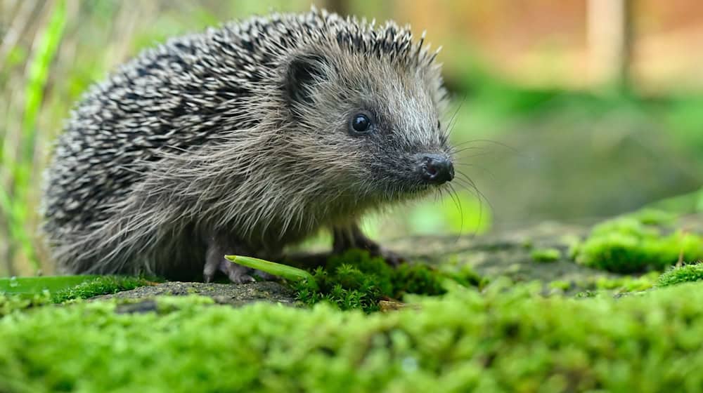 Der Igel steht inzwischen auf der Vorwarnliste der Roten Liste. / Foto: Patrick Pleul/dpa