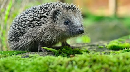 Der Igel steht inzwischen auf der Vorwarnliste der Roten Liste. / Foto: Patrick Pleul/dpa