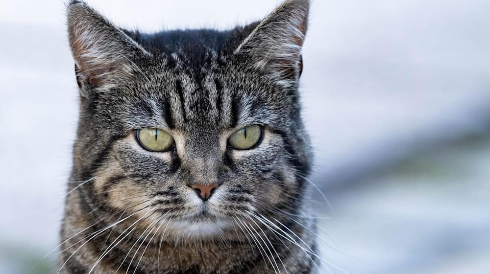 Die Ausbreitung von heimatlosen Katzen soll mit Kastrationen eingeschränkt werden. (Archivfoto)  / Foto: Stefan Sauer/dpa