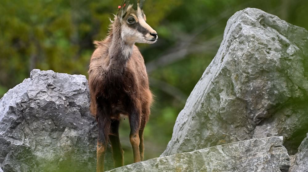 Gämsen sind ein Symboltier der Alpen. (Archivfoto) / Foto: Angelika Warmuth/dpa