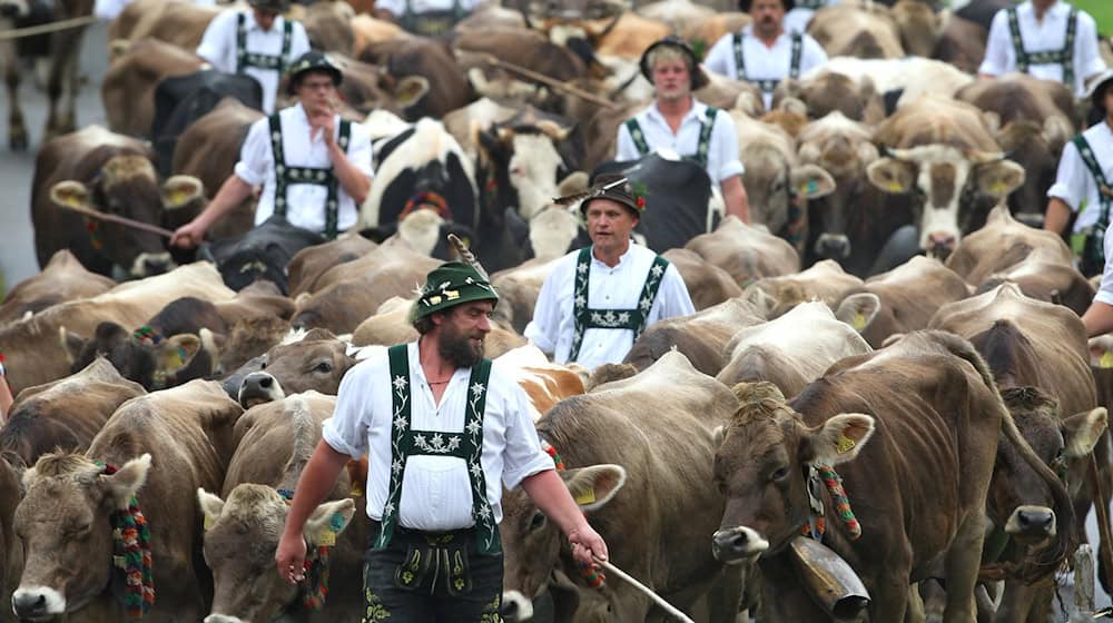 Am Wochenende startet die Viehscheidsaison im Allgäu. (Archivbild) / Foto: Karl-Josef Hildenbrand/dpa