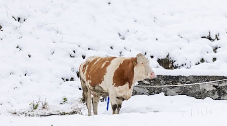 Niederschlag als Schnee heißt auch vorübergehend weniger Abflusswasser in den Flüssen». / Foto: Expa/Johann Groder/APA/dpa