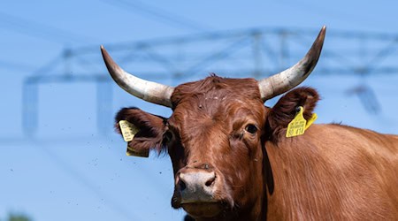 Plötzlich rennt der Bulle auf den Halter los. (Symbolbild) / Foto: Hendrik Schmidt/dpa