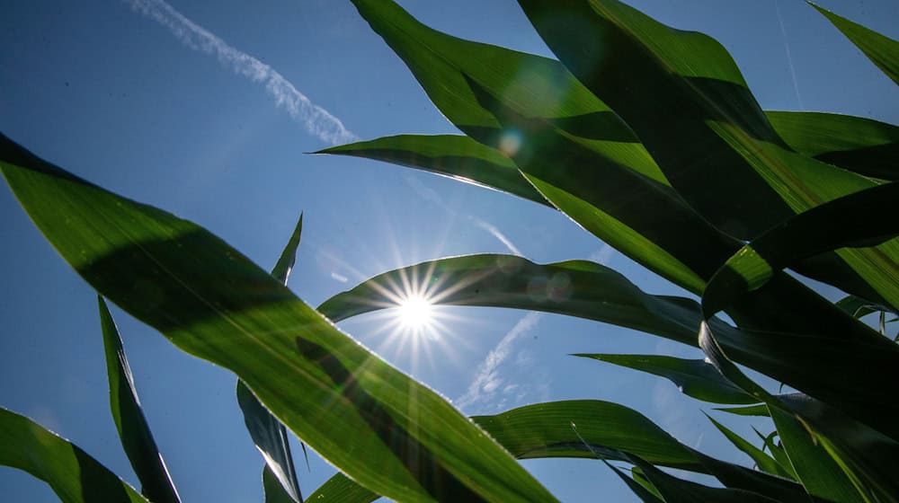 Der Wetterdienst rechnet mit viel Sonnenschein und hohen Temperaturen in Bayern. (Archivbild) / Foto: Pia Bayer/dpa