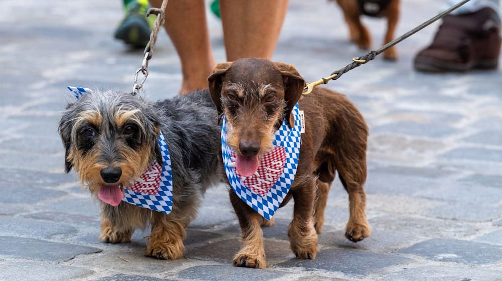 Zwei Hunde bei der Dackelparade in Regensburg. / Foto: Armin Weigel/dpa