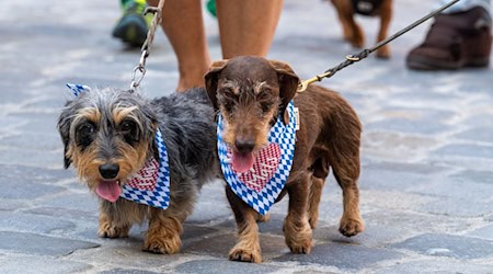 Zwei Hunde bei der Dackelparade in Regensburg. / Foto: Armin Weigel/dpa