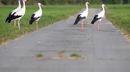 Die Weißstörche hatten kein leichtes Jahr in Bayern. (Archivbild) / Foto: Thomas Warnack/dpa