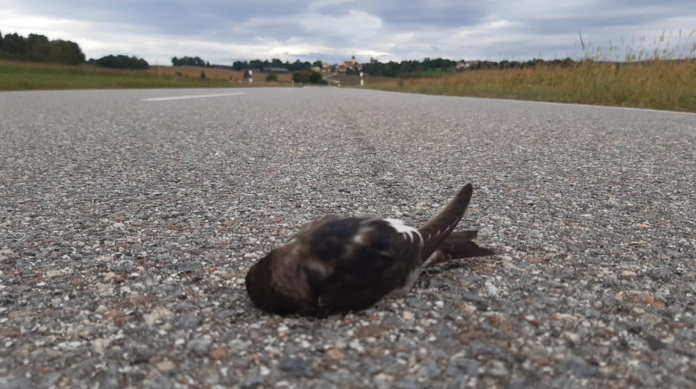 Meldungen über tote und erschöpfte Mehlschwalben haben Vogelschützer aus mehreren Regionen Bayerns erreicht, unter anderem aus dem Landkreis Regensburg. / Foto: Ferdinand Baer/LBV/dpa