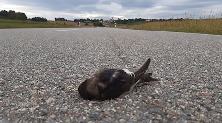 Meldungen über tote und erschöpfte Mehlschwalben haben Vogelschützer aus mehreren Regionen Bayerns erreicht, unter anderem aus dem Landkreis Regensburg. / Foto: Ferdinand Baer/LBV/dpa