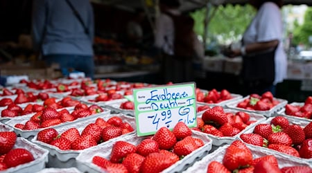 Marktstand mit Erdbeeren in München. / Foto: Sven Hoppe/dpa