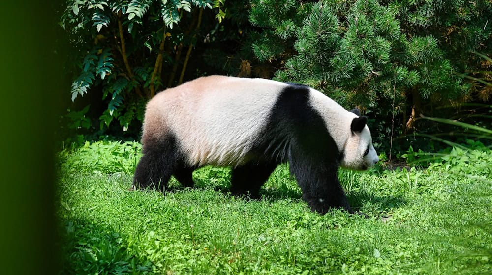 SYMBOLBILD Forscher von der Universität Tübingen haben einen Vorläufer vom Panda im Allgäu entdeckt / Foto: Paul Zinken/dpa