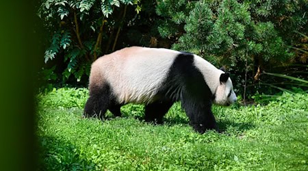 SYMBOLBILD Forscher von der Universität Tübingen haben einen Vorläufer vom Panda im Allgäu entdeckt / Foto: Paul Zinken/dpa