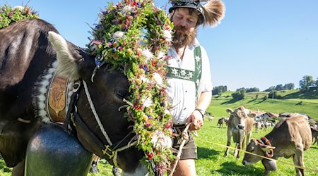 Über 30.000 Tiere verbrachten den Sommer auf den Bergweiden. (Archivbild) / Foto: Stefan Puchner/dpa