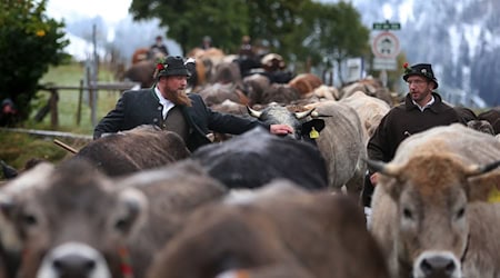 Wegen des Schnees müssen manche Bauern ihre Tiere auf tiefer gelegene Weiden bringen. (Archivbild) / Foto: Karl-Josef Hildenbrand/dpa