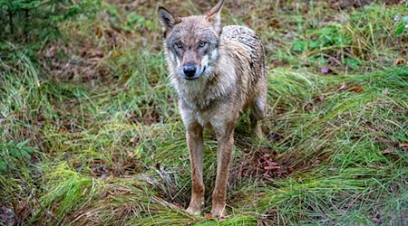 Ein Wolf steht im Gehege des Nationalparkzentrums Falkenstein. / Foto: Armin Weigel/dpa