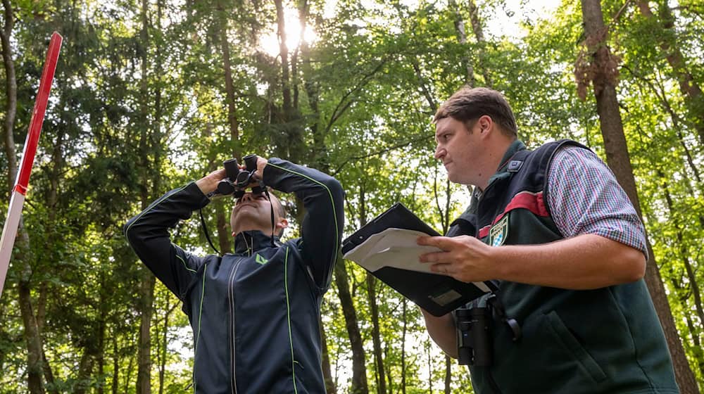 Die Landesinventurleiter für die Waldzustandserhebung, Michael Heym (l) und Wolfgang Stöger (r), schauen Bäume an. / Foto: Peter Kneffel/dpa