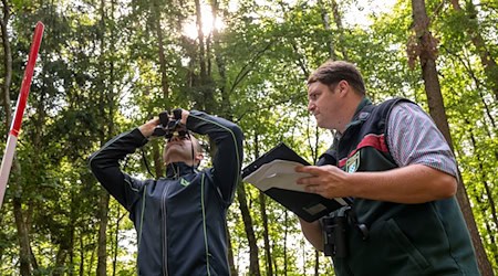 Die Landesinventurleiter für die Waldzustandserhebung, Michael Heym (l) und Wolfgang Stöger (r), schauen Bäume an. / Foto: Peter Kneffel/dpa