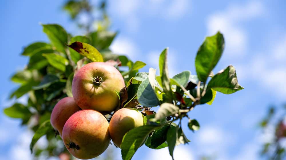 Die Apfelbauern ernteten in Bayern dieses Jahr 25.600 Tonnen. (Archivbild) / Foto: Pia Bayer/dpa