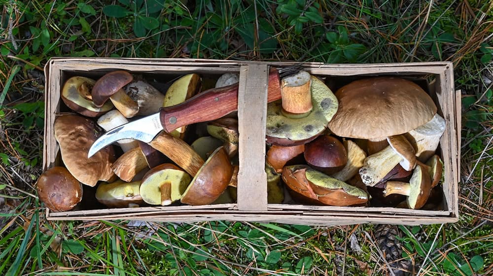 Wer heuer in Bayern in die Pilze geht, darf auf viele Funde hoffen. (Symbolbild) / Foto: Patrick Pleul/dpa-Zentralbild/dpa