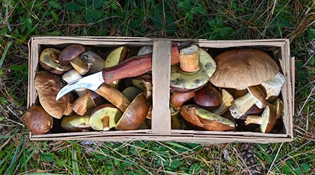 Wer heuer in Bayern in die Pilze geht, darf auf viele Funde hoffen. (Symbolbild) / Foto: Patrick Pleul/dpa-Zentralbild/dpa