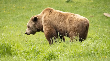 Streift ein Bär durchs Allgäu? (Archivbild/Illustration)  / Foto: Philipp Brandstädter/dpa