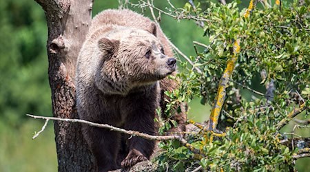 Ein Braunbär klettert im Gehege im Wildpark Poing auf einem Baum. Die angebliche Sichtung eines freilebenden Bären im Allgäu konnte nicht bestätigt werden. (Symbolbild) / Foto: Lino Mirgeler/dpa