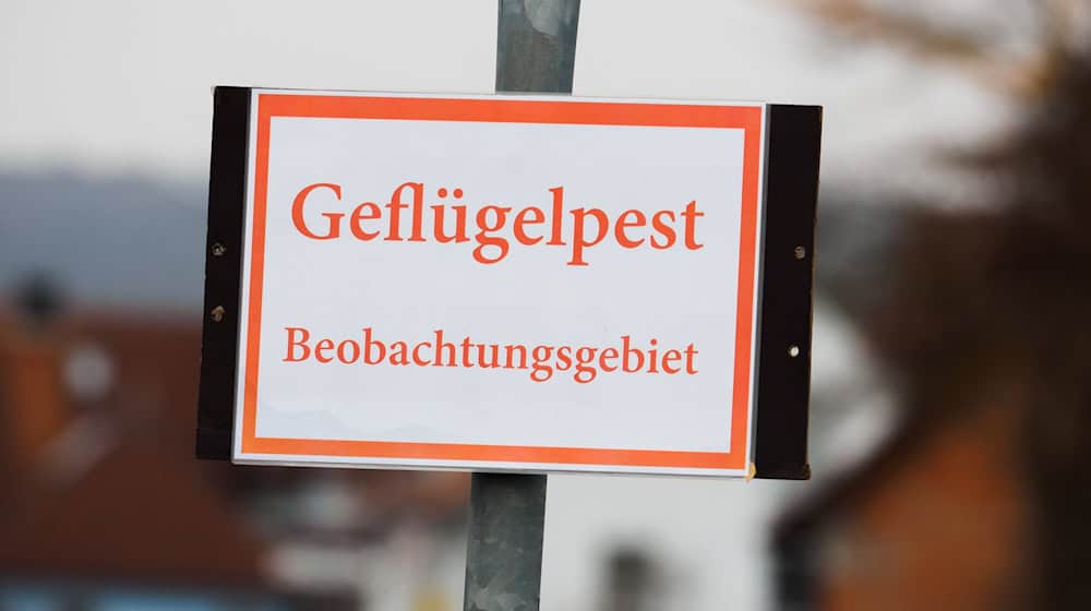 Rund 400 Tiere in dem Betrieb in einem Ortsteil von Abenberg seien getötet worden, teilte das Landratsamt Roth mit. (Symbolbild) / Foto: picture alliance / Nicolas Armer/dpa