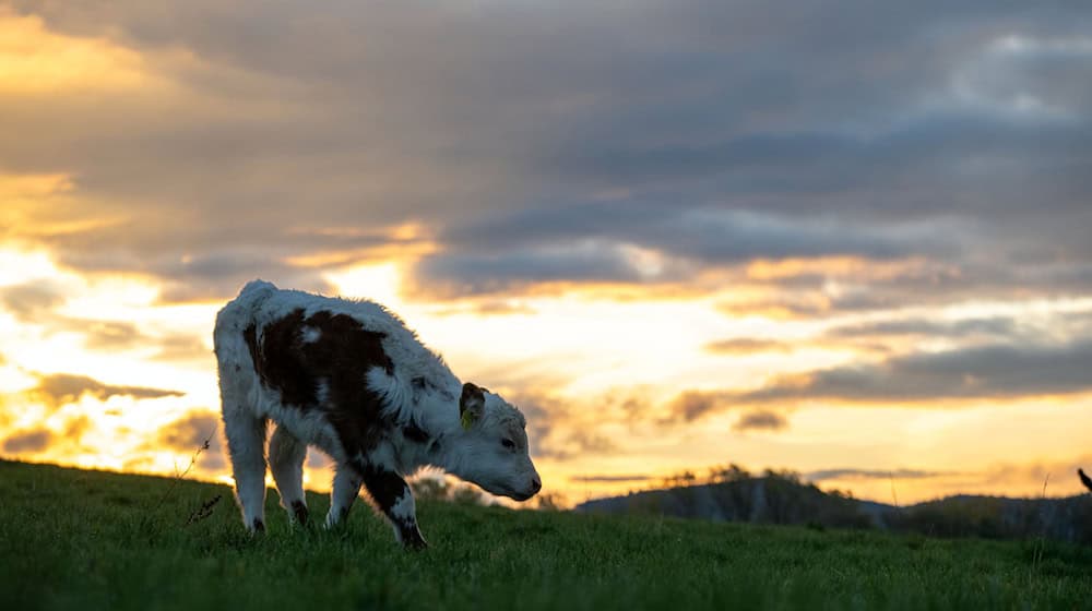 In Oberfranken ist ein Kalb ausgebüxt. (Symbolbild) / Foto: Pia Bayer/dpa