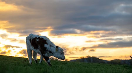 In Oberfranken ist ein Kalb ausgebüxt. (Symbolbild) / Foto: Pia Bayer/dpa