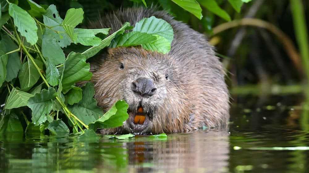 Ärger um Abschuss von Bibern im Allgäu: Bund Naturschutz klagt. (Symbolbild) / Foto: Patrick Pleul/dpa-Zentralbild/dpa