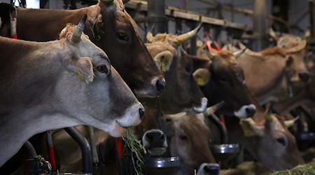 Im Stall eines Landwirts fressen Kühe frisches Heu. (Symbolbild) / Foto: Karl-Josef Hildenbrand/dpa