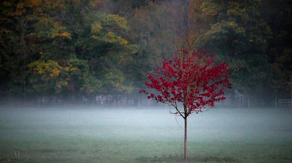 Nebel und Hochnebel, aber auch für den Herbst recht hohe Temperaturen erwartet der Deutsche Wetterdienst für die kommenden Tage in Bayern. (Symbolbild) / Foto: Daniel Vogl/dpa