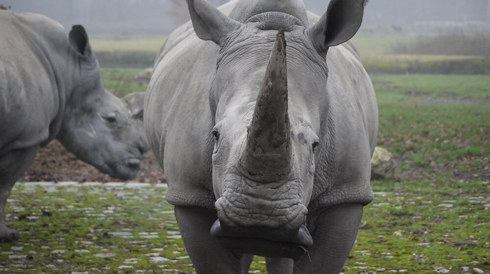 Die Nashornkuh Kibibi musste eingeschläfert werden. (Archivbild) / Foto: Zoo Augsburg