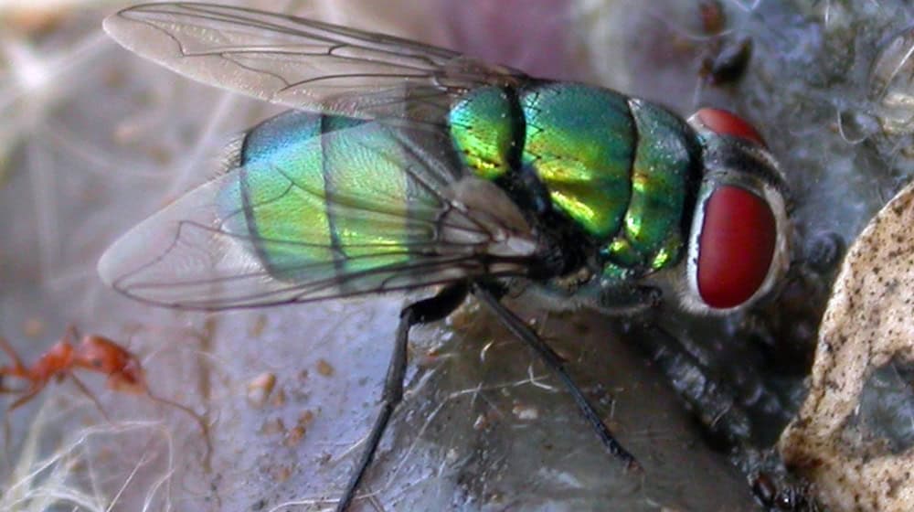 Diese Schmeißfliege könnte die Verbrechensbekämpfung erschweren. / Foto: Krzysztof Szpila/Universität Toruń/dpa