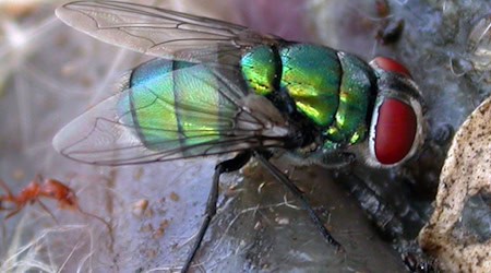 Diese Schmeißfliege könnte die Verbrechensbekämpfung erschweren. / Foto: Krzysztof Szpila/Universität Toruń/dpa