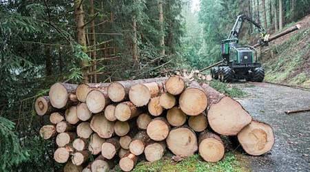 Durch den Borkenkäfer geschädigtes Holz muss so schnell wie möglich aus dem Wald. (Archivbild) / Foto: Daniel Vogl/dpa