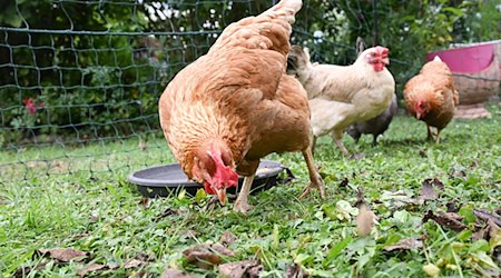 Kurioser Diebstahl: Unbekannte Täter entwendeten auf einem Bauernhof bei Hof Hühner. (Symbolbild) / Foto: Bernd Weißbrod/dpa