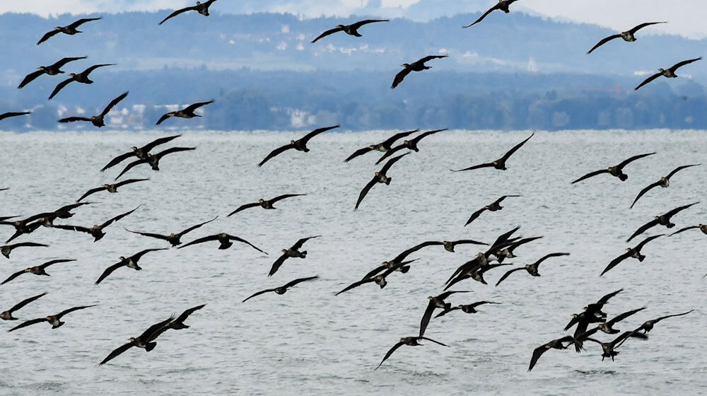 Ein bundesweites Management des Kormoran-Bestands wird es nicht geben. Die CDU/CSU-Fraktion scheiterte im Umweltausschuss des Bundestags mit einem Antrag, den als Fischjäger gefürchteten Vogel zu kontrollieren.  / Foto: Felix Kästle/dpa